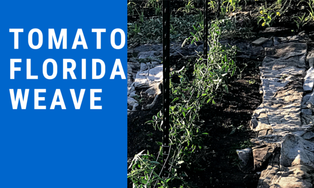 Florida Weave for Tomatoes in Community Garden Plot