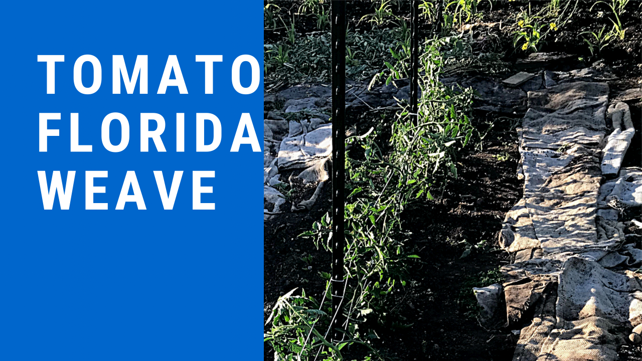 Florida Weave for Tomatoes in Community Garden Plot