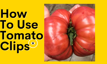 How To Use Tomato Clips