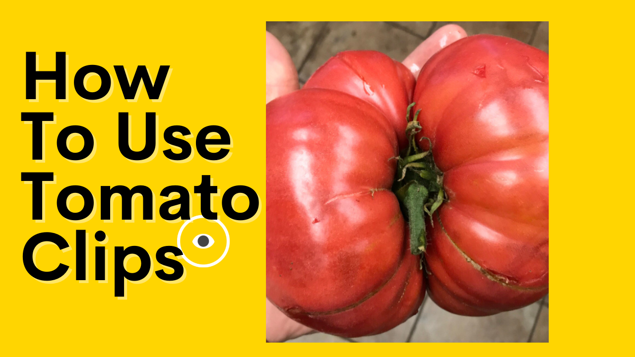How To Use Tomato Clips