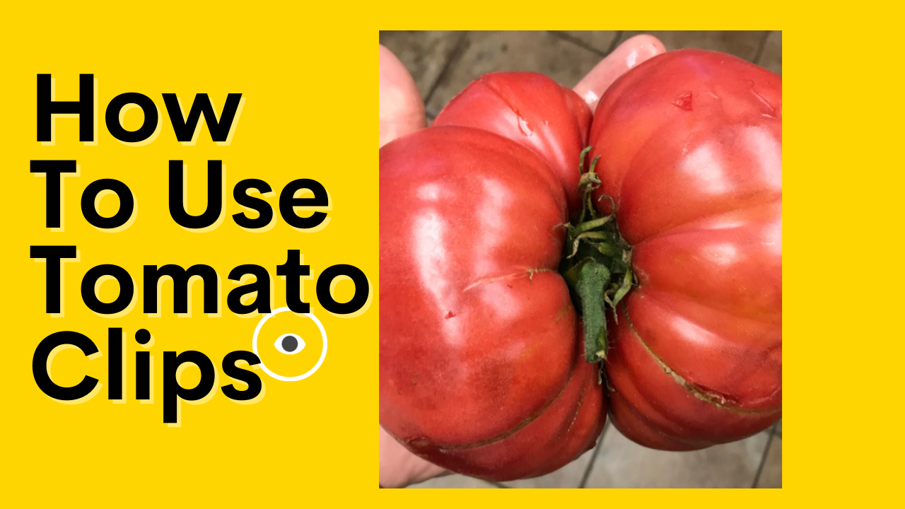 how to use tomato clips