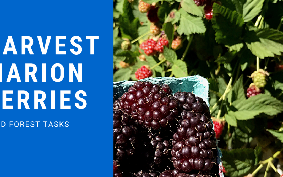 Harvesting Marionberries in our Food Forest
