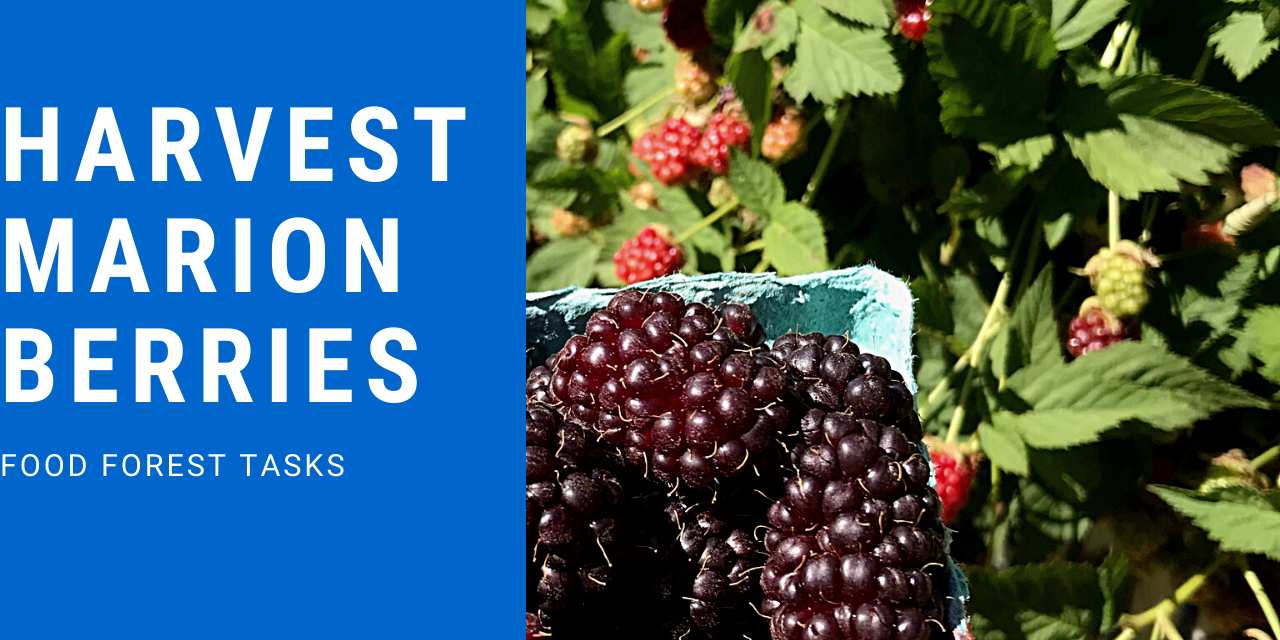 Harvesting Marionberries in our Food Forest