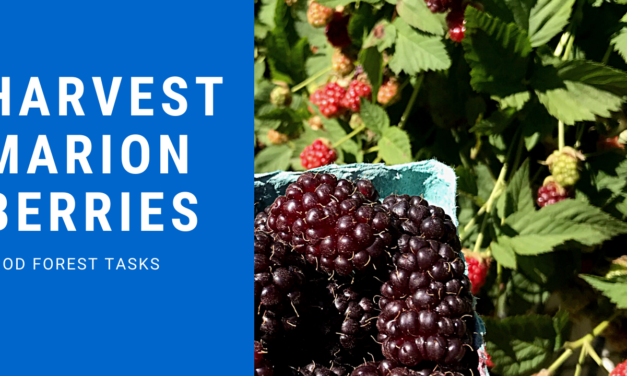 Harvesting Marionberries in our Food Forest