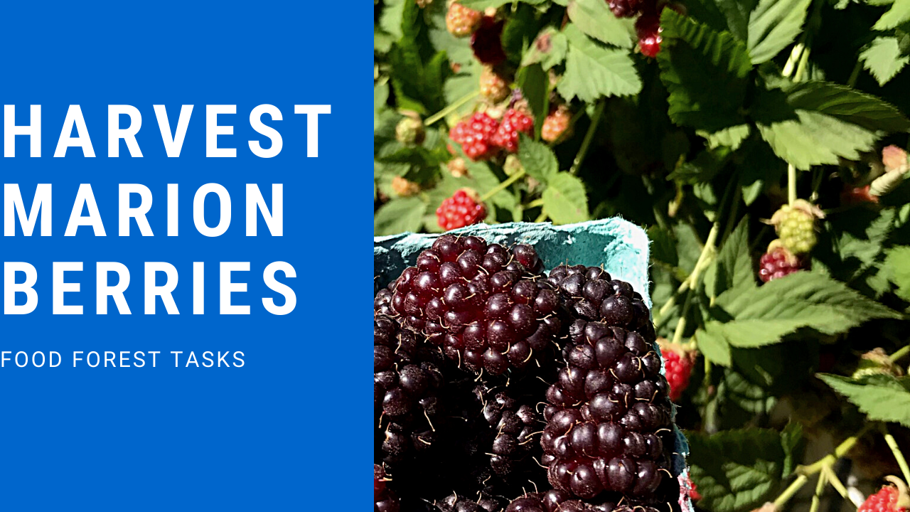 Harvesting Marionberries in our Food Forest