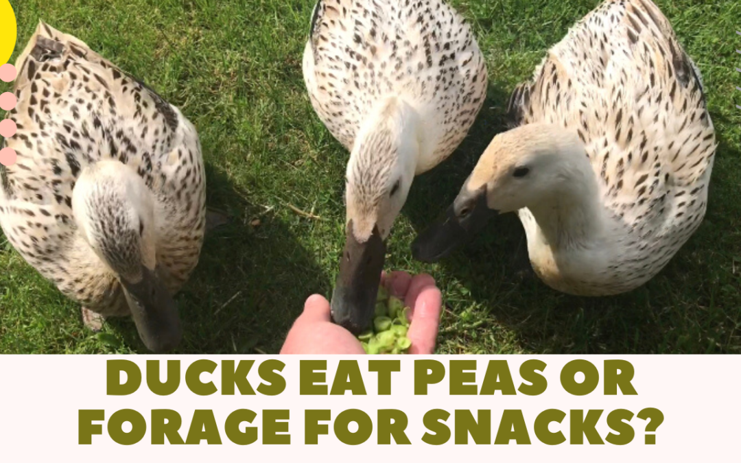 Ducks choosing between eating peas or going to forage