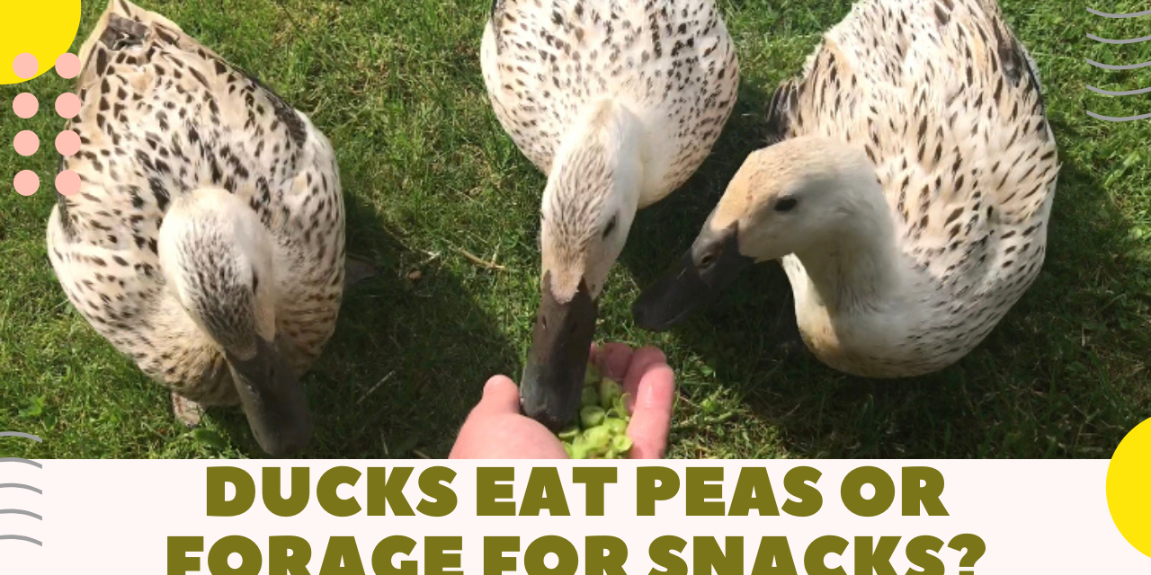 Ducks choosing between eating peas or going to forage