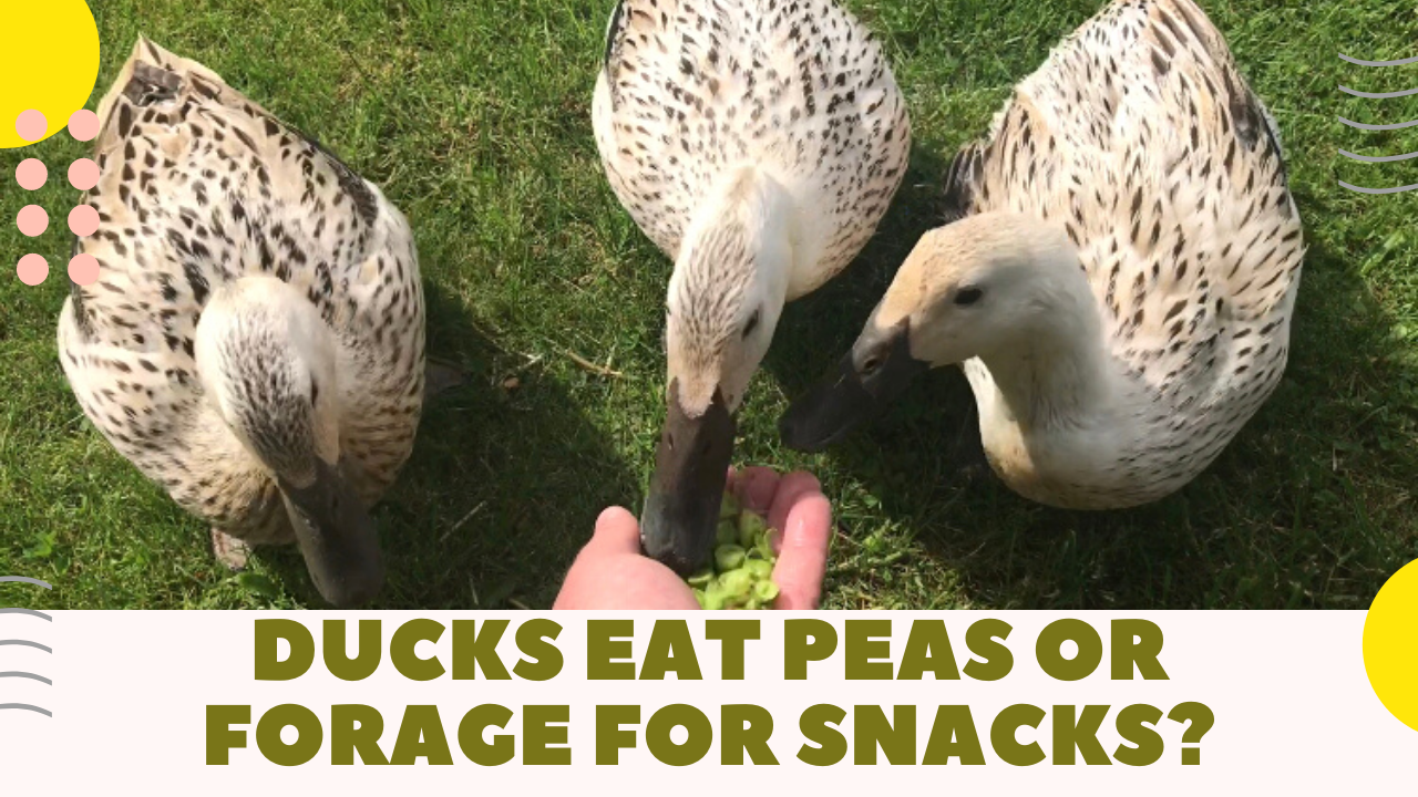Ducks choosing between eating peas or going to forage