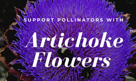 Letting Artichokes Flower for the Bees and Pollinators in your Food Forest
