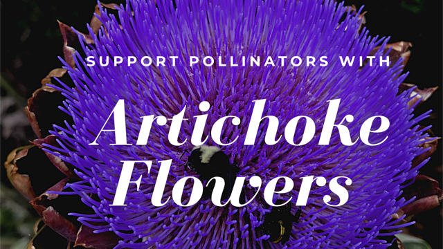 pollinators love artichoke flowers