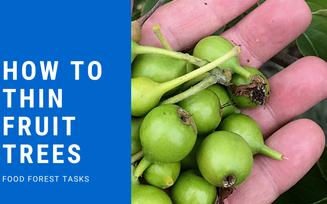 How to Thin Fruit Trees in a Food Forest