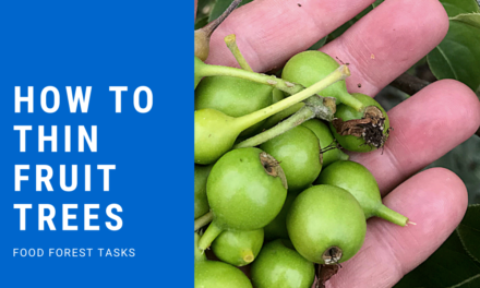 How to Thin Fruit Trees in a Food Forest