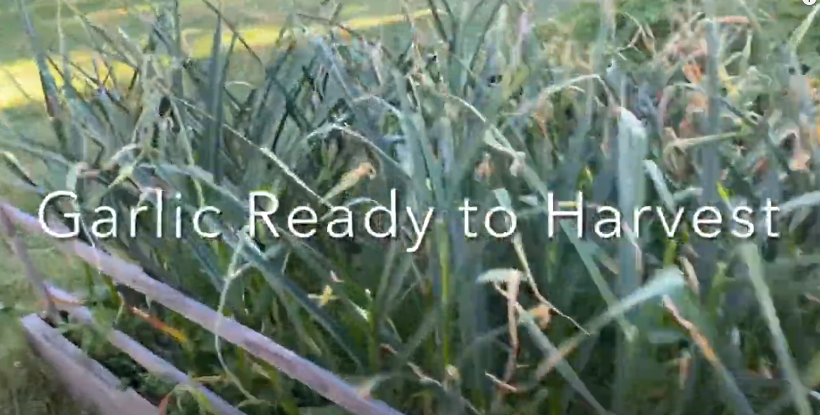 harvesting a year supply of garlic