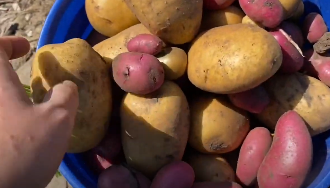 Harvesting Potatoes at Community Garden
