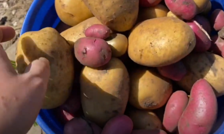 Harvesting Potatoes at Community Garden