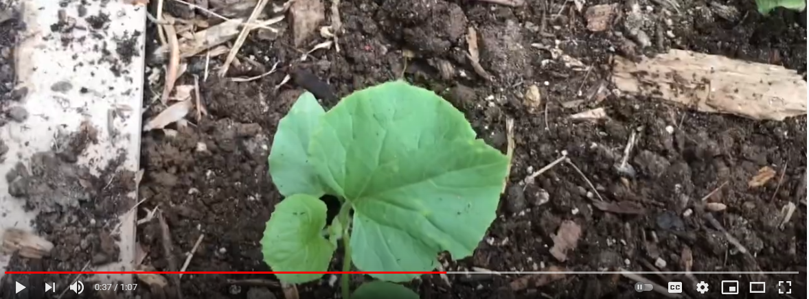 Planting Cucumbers Against The Back of our Garage