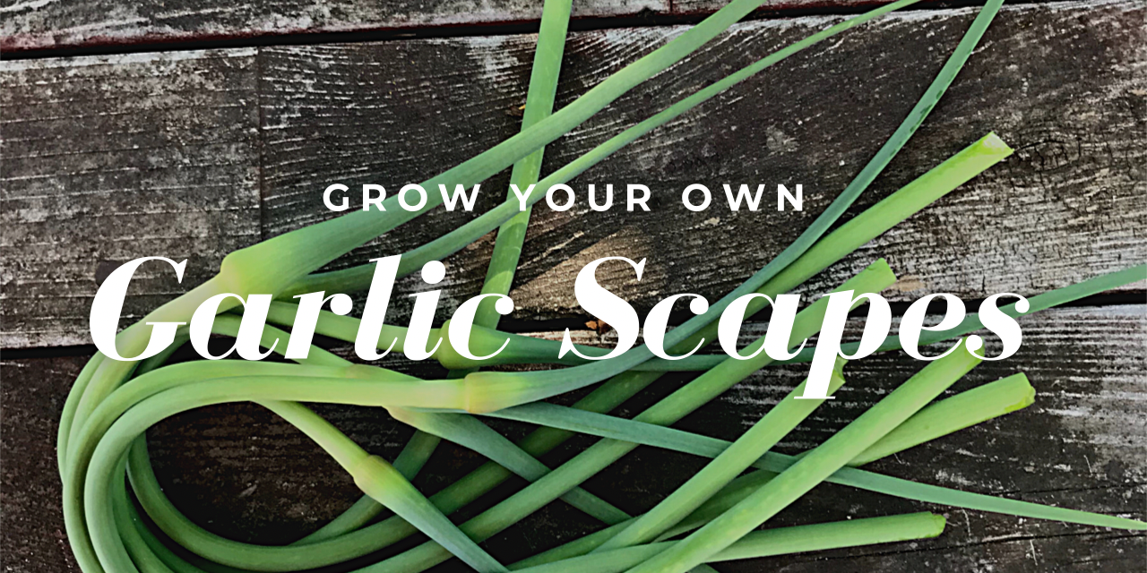 Garlic Scapes: Why We Grow Garlic