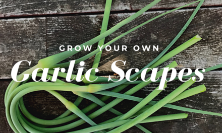 Garlic Scapes: Why We Grow Garlic