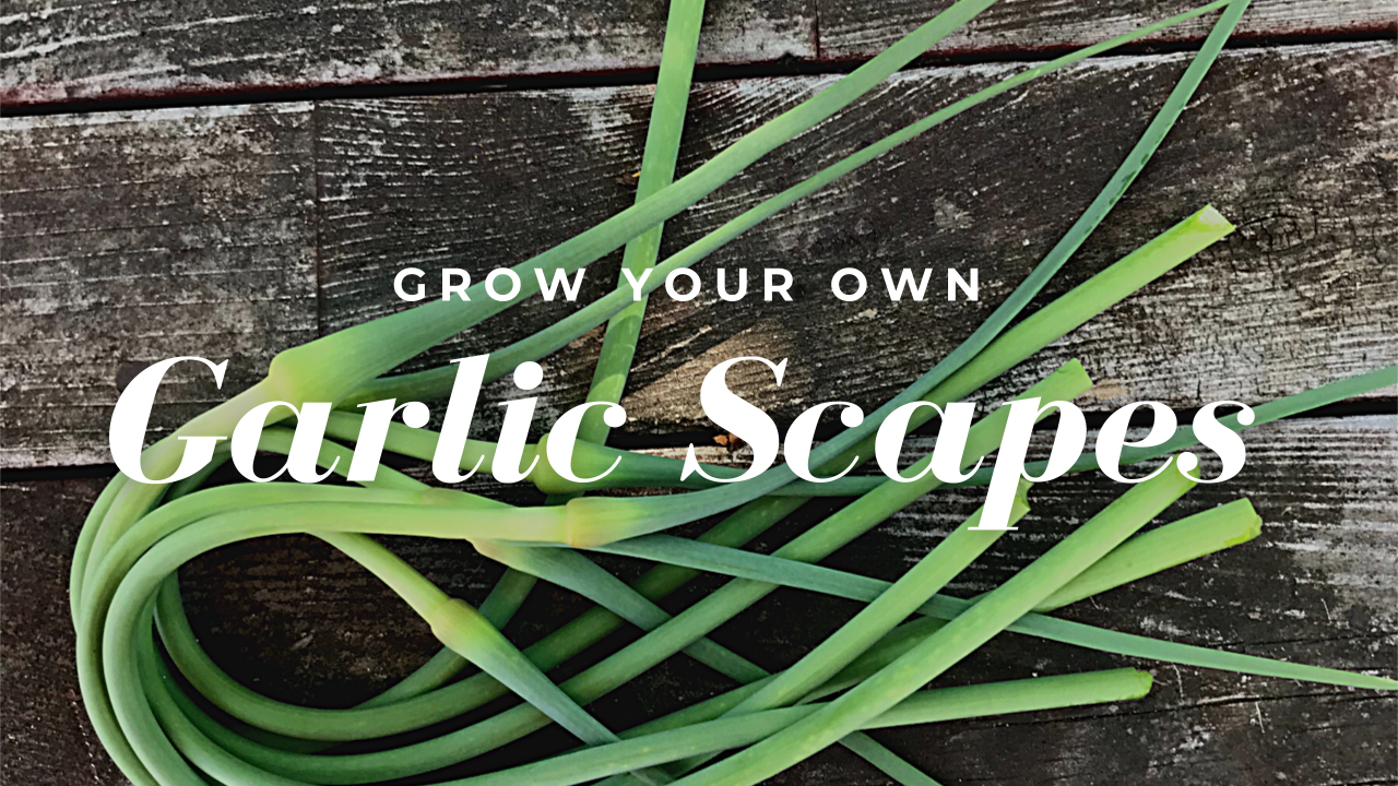 growing garlic scapes