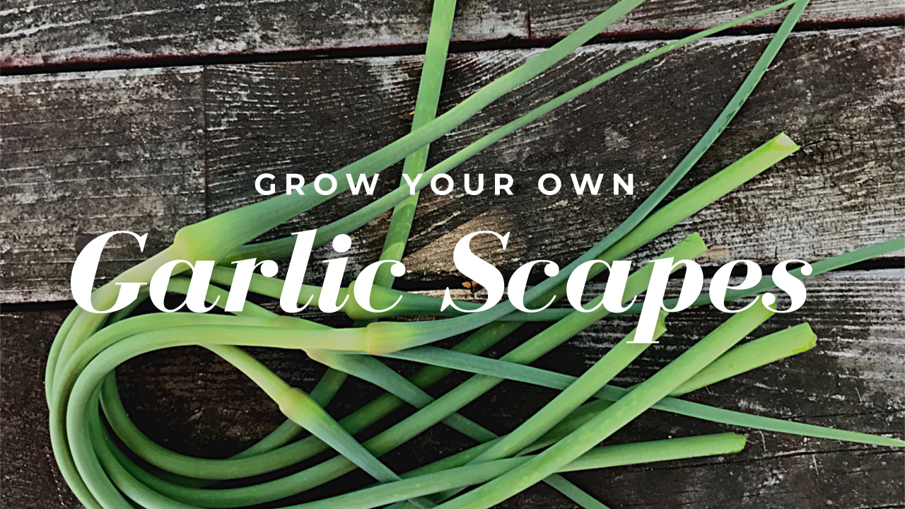 Garlic Scapes: Why We Grow Garlic