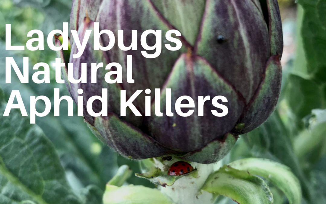 Lady Bugs are Food Forest Friends