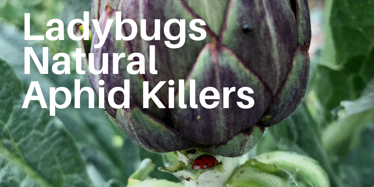 Lady Bugs are Food Forest Friends