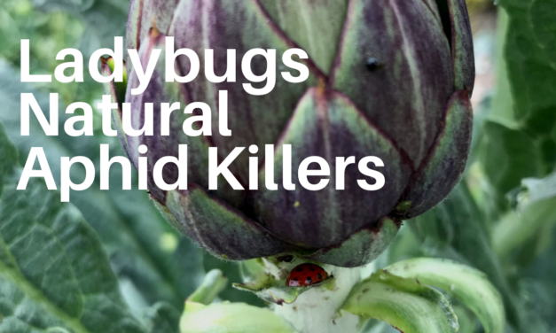 Lady Bugs are Food Forest Friends