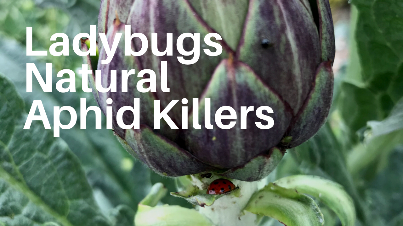 Lady Bugs are Food Forest Friends