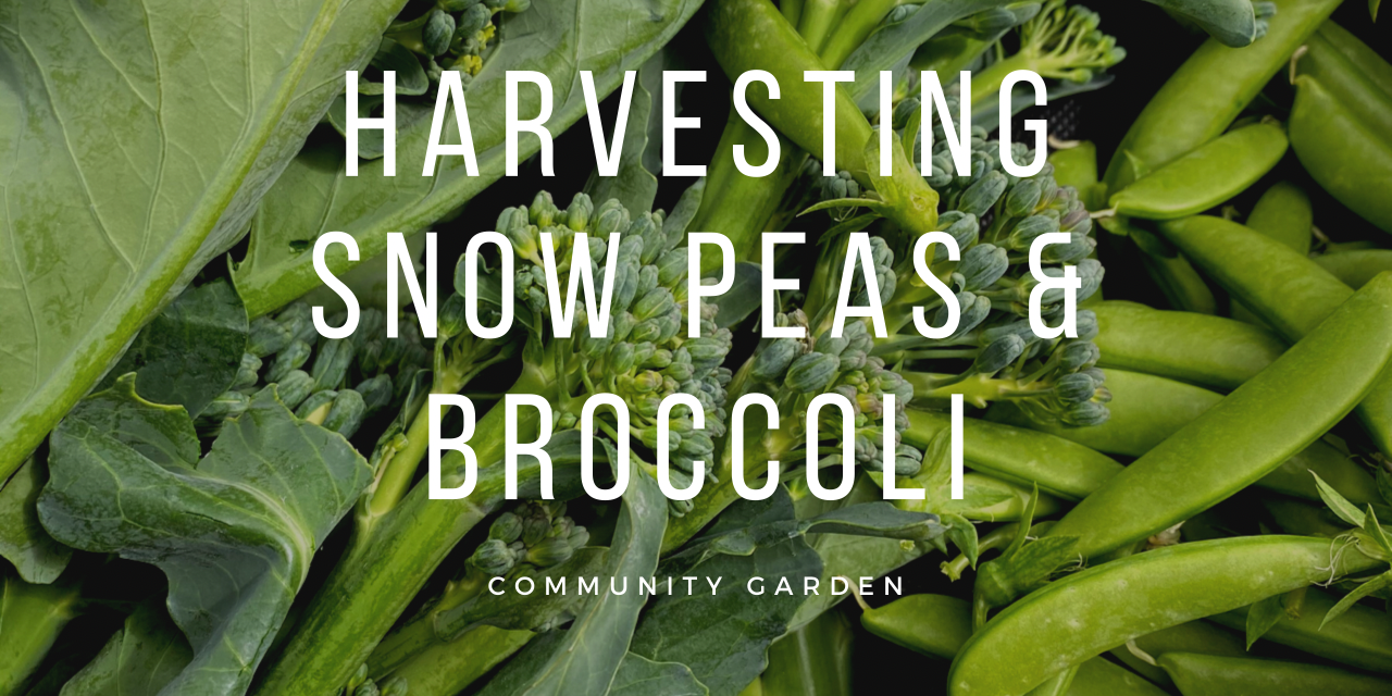Harvesting Snow Peas & Broccoli at the Community Garden