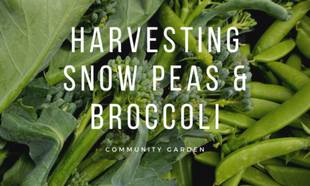 Harvesting Snow Peas & Broccoli at the Community Garden
