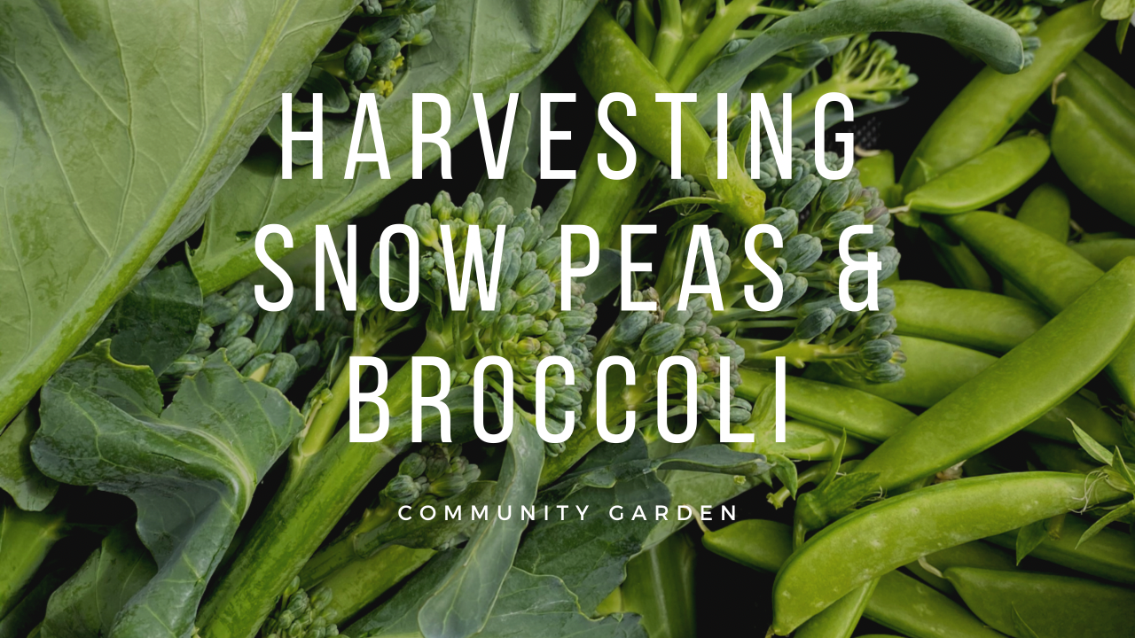 Harvesting Snow Peas & Broccoli at the Community Garden