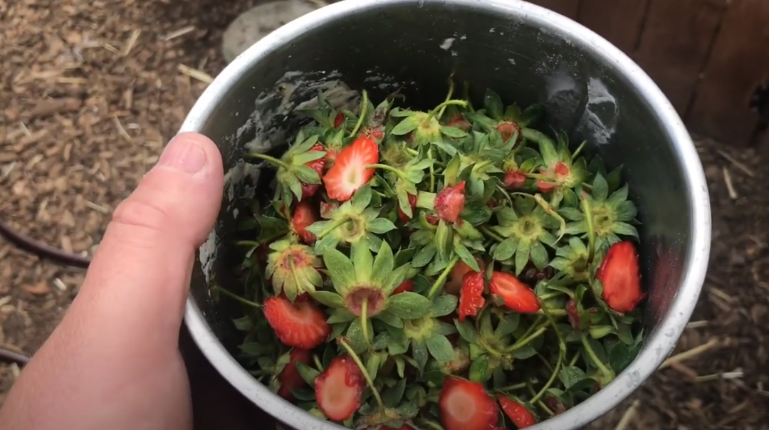 Chicken Snacks | Hood Strawberry Tops