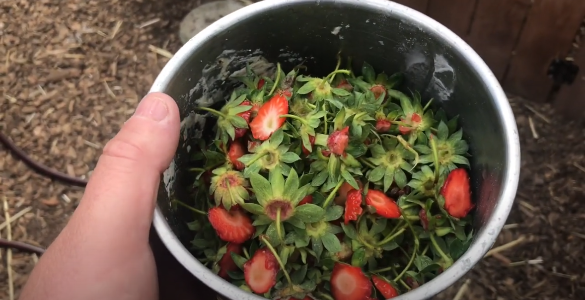 Chicken Snacks | Hood Strawberry Tops