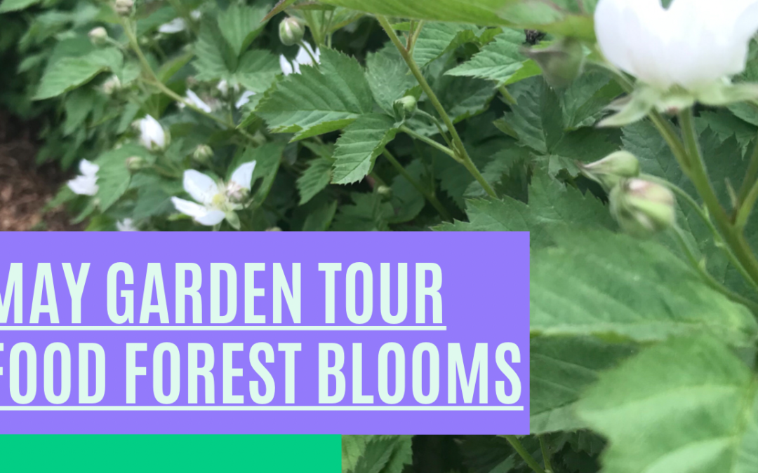 May 2021 Garden Tour Through Our Food Forest
