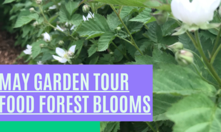 May 2021 Garden Tour Through Our Food Forest