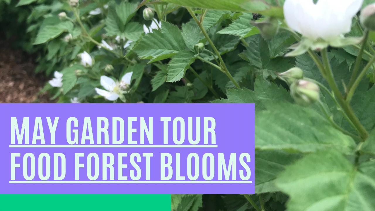 May 2021 Garden Tour Through Our Food Forest