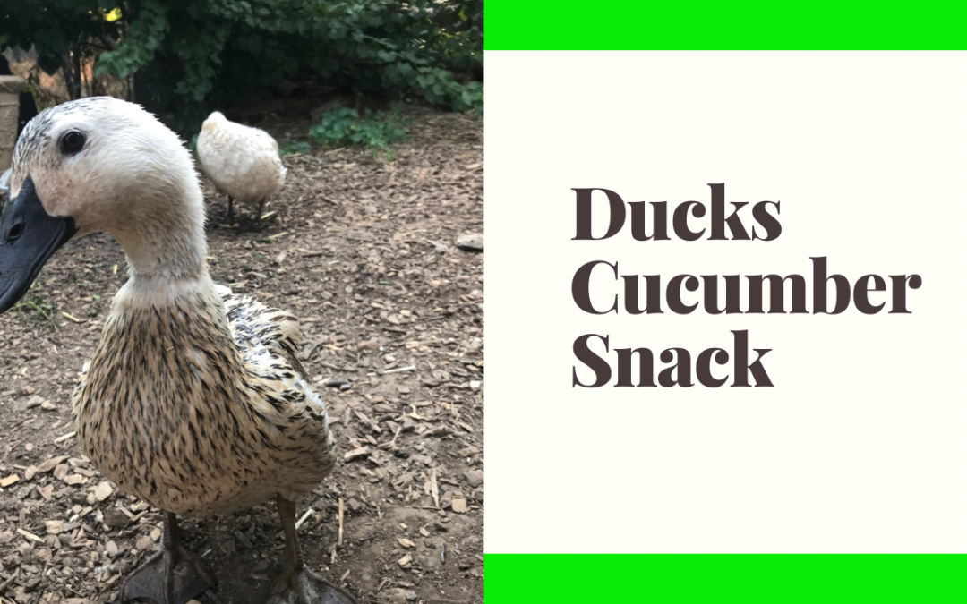 Ducks Eating Cucumber Snack