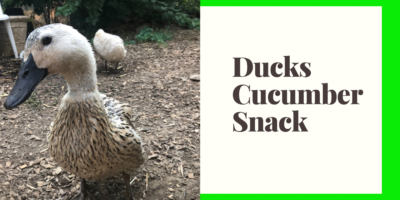 Ducks Eating Cucumber Snack