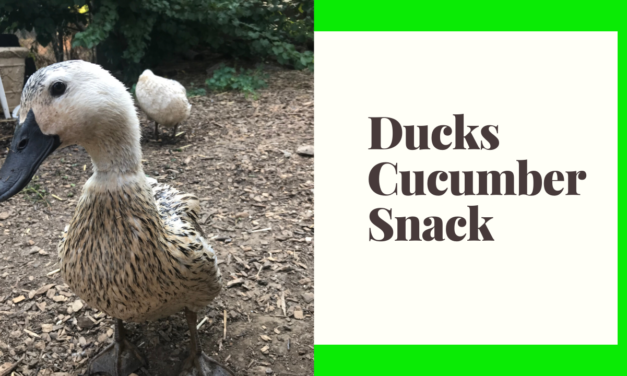 Ducks Eating Cucumber Snack