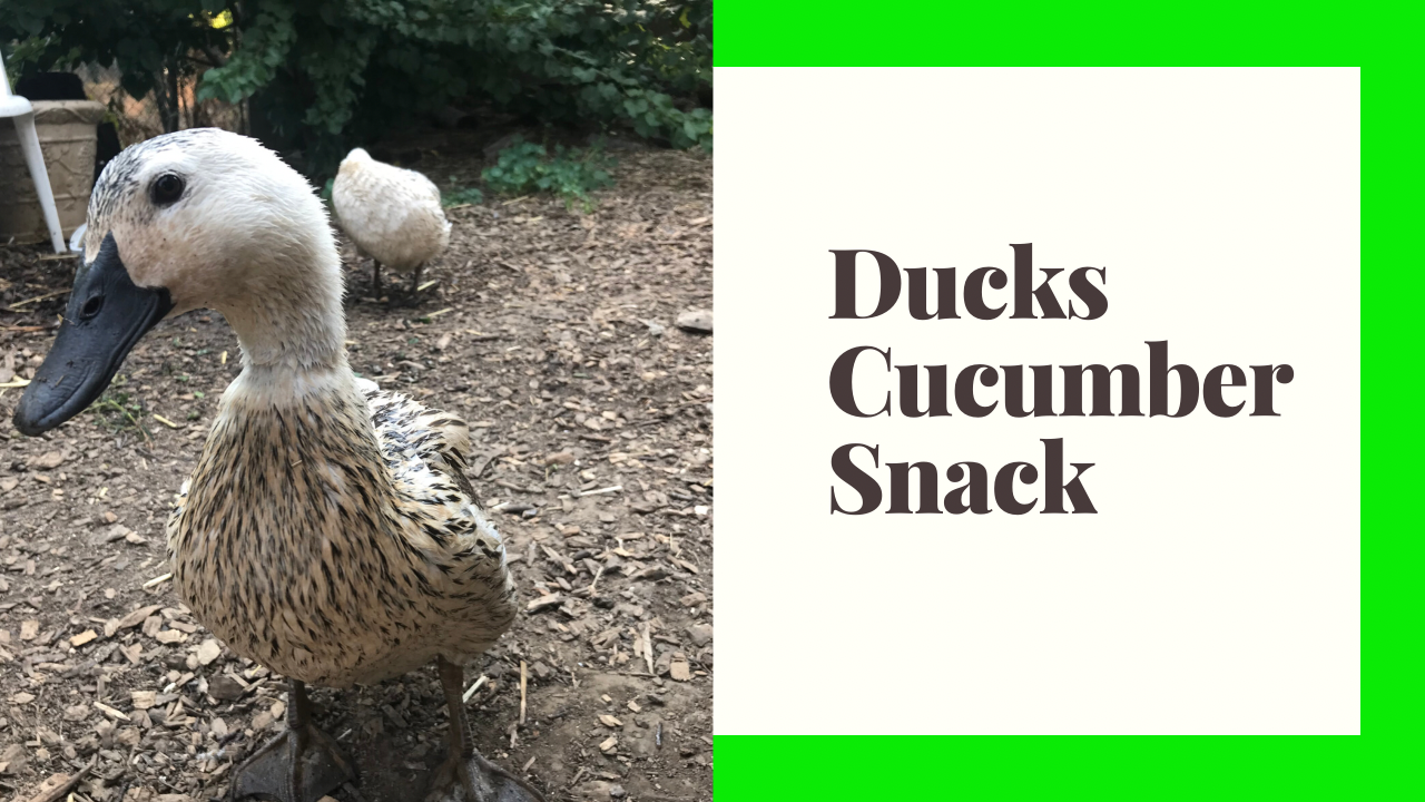 Ducks Eating Cucumber Snack