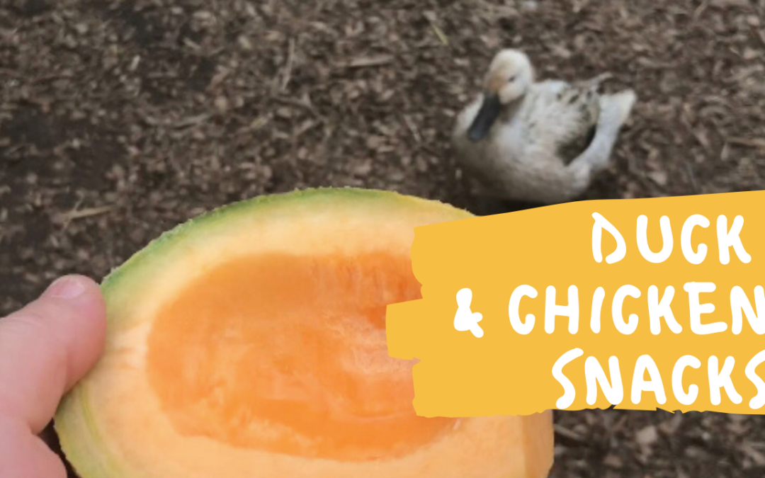 Will Ducks and Chickens Snack on Cantaloupe?