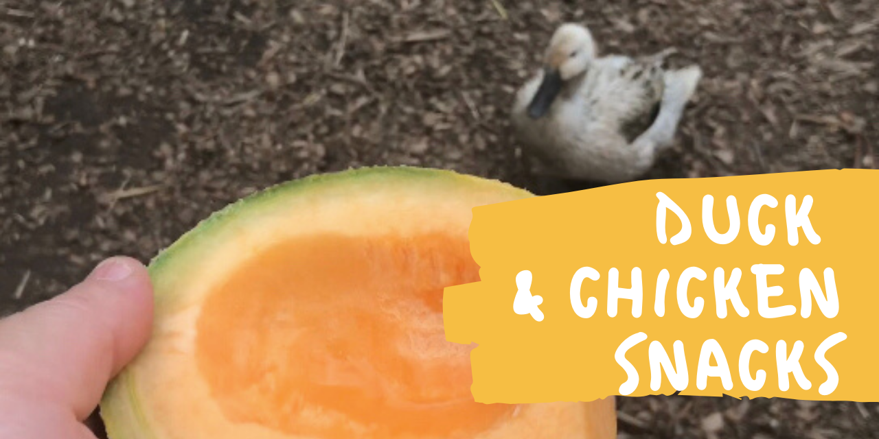 Will Ducks and Chickens Snack on Cantaloupe?