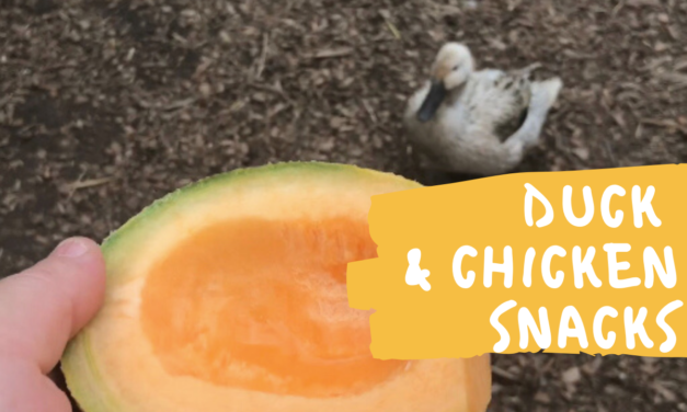 Will Ducks and Chickens Snack on Cantaloupe?