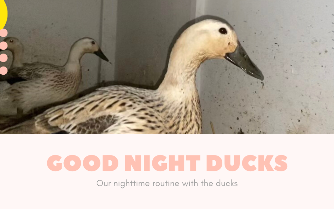 Nighttime Routine for the Welsh Harlequin Ducks