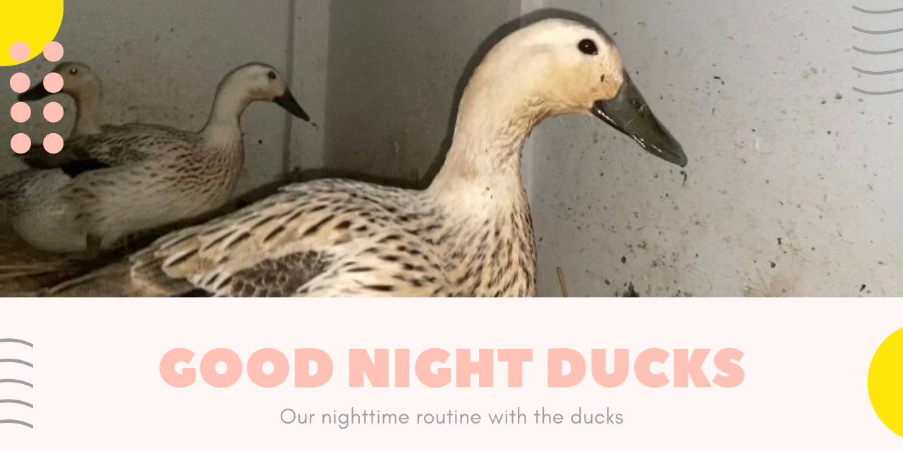Nighttime Routine for the Welsh Harlequin Ducks