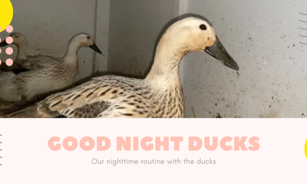 Nighttime Routine for the Welsh Harlequin Ducks
