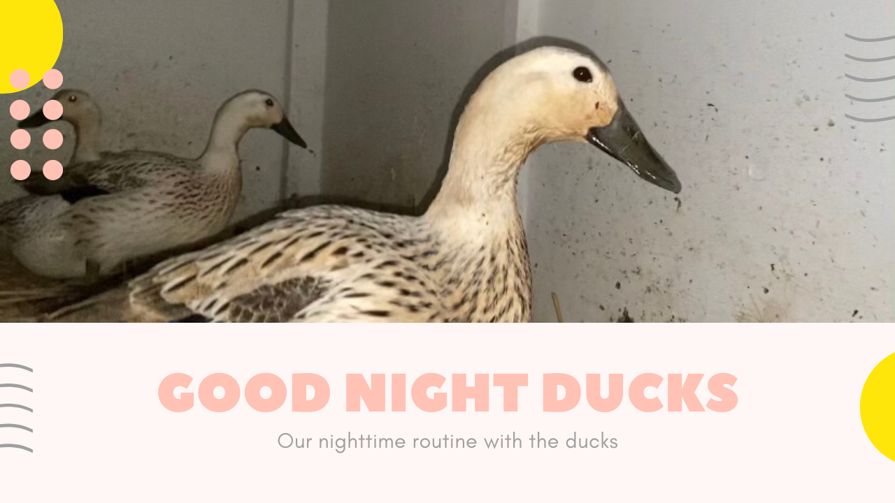 Nighttime Routine for the Welsh Harlequin Ducks