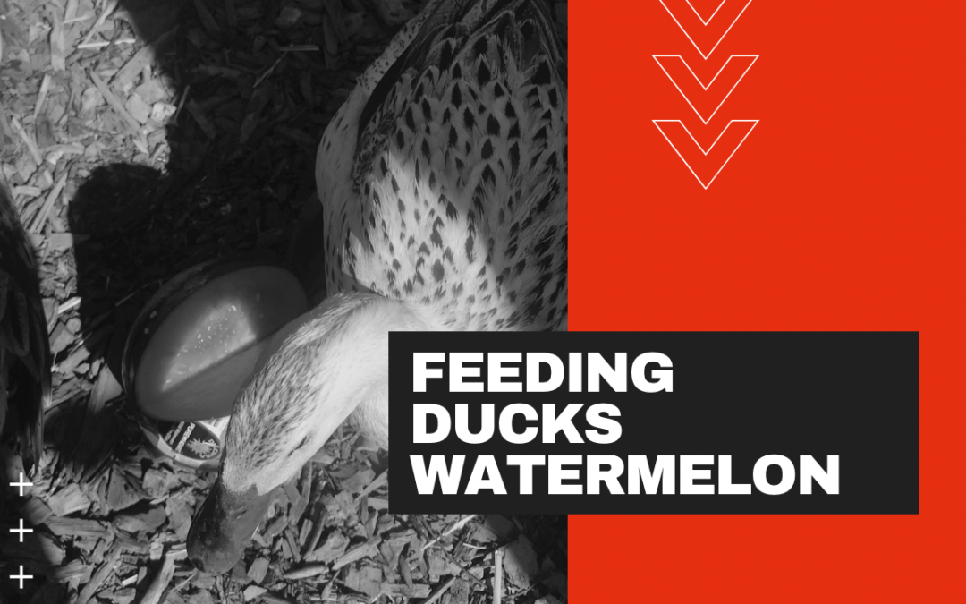 Ducks Eat Every Watermelon Good or Bad
