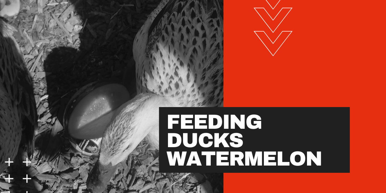 Ducks Eat Every Watermelon Good or Bad