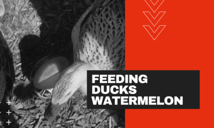 Ducks Eat Every Watermelon Good or Bad